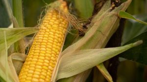 Урожайність кукурудзи на Вінниччині на 3,19 т/га вища, ніж минулоріч