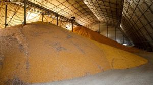 Валовий збір кукурудзи в Україні перевищив 1 млн тонн, — звіт жнивної кампанії