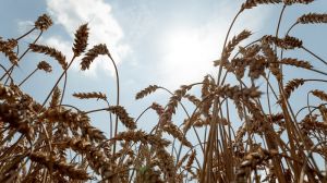 Урожай продовольчого зерна в Україні на 3 млн тонн вище, ніж минулоріч