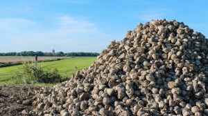 Урожайність цукрових буряків на Кіровоградщині та Чернігівщині рекордно низька