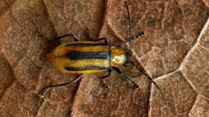 Чисельність західного кукурудзяного жука на Кіровоградщині різко зросла