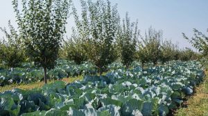 Аграрій з Одещини виростив капусту в сливовому саду, — ефективне землекористування
