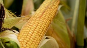 Названо лідера серед областей України за врожайністю кукурудзи