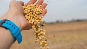 Урожайність сої в Україні майже на 20% вища, ніж торік, — статистика