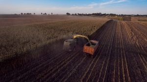Валовий збір зернових на Полтавщині перевищив 1,9 млн тонн