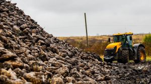 Аграрії України зібрали понад 2,2 млн тонн цукрових буряків