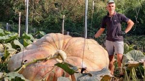Італійський аграрій виростив гарбуза-рекордсмена, вагою понад 1,2 тонни