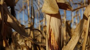 В Україні до 21% посівів кукурудзи уражено стебловим метеликом