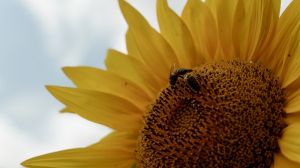 Бджоли можуть підвищити врожайність до 20% — досвід
