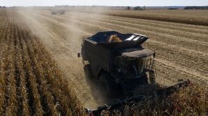 Урожайність зернових і зернобобових культур в Україні понад 4,4 т/га, — аналітика жнив