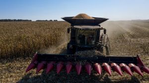 Урожайність кукурудзи на Чернігівщині найвища в Україні