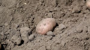 Картопля на Волині уражена раком Synchytrium endobioticum — карантинний режим