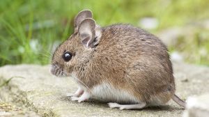 На Тернопільщині зросла кількість мишоподібних гризунів, — небезпека для озимих