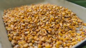 Вартість кукурудзи у світі падає, — аналітики USDA