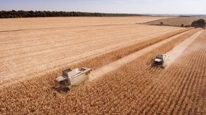 Озвучено рейтинг областей України за показниками валового збору та врожайності зернових