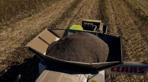 Урожайність соняшника в агросезоні-2021 в Україні на 15% вища, ніж торік