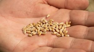 Вартість кукурудзи та пшениці в Україні почала знижуватись, — звіт за 18 жовтня