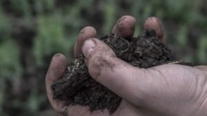 Вологість ґрунту в Україні різко знизилась