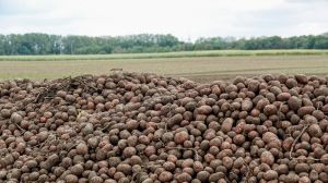 Озвучено найбільш продуктивні та популярні сорти картоплі в Україні