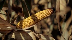 Аграрії Хмельниччини розпочали збирати кукурудзу за рекордної врожайності — 11 т/га