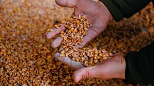 Вартість кукурудзи в Україні почала знижуватись, — звіт за 25 жовтня