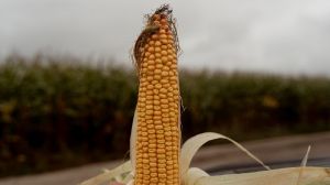 Вологість кукурудзи у 2021 р. майже втричі вище від норми