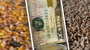 Ціни на кукурудзу та пшеницю стабільно знижуються, — звіт за 27 жовтня