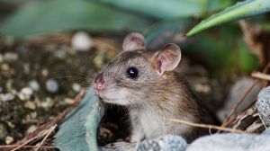 До 75% площ під озимими культурами заселяють мишоподібні гризуни