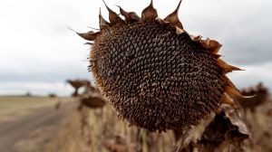Аграрії Запоріжжя зібрали понад 900 тис. тонн соняшника, очікується рекордний урожай
