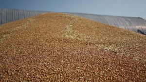 Падіння цін на зернові в Україні призупинилось, — звіт за 28 жовтня
