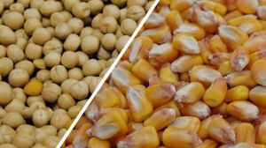 Ціни на сою та кукурудзу в Україні знизились, — звіт за 29 жовтня