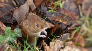 В UKRAVIT назвали дієвий родентицид для боротьби з мишоподібними гризунами