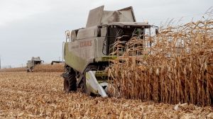 Урожайність кукурудзи на Вінниччині у 2021 майже на 4 т/га вища, ніж минулоріч
