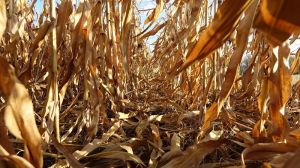 Обсяги виробництва кукурудзи у світі значно знизяться у найближчі 10 років