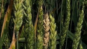 Названо одну з найнебезпечніших загроз врожаю зернових та способи захисту посівів