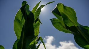 Аграрій з Рівненщини поділився технологією вирощування кукурудзи на пісках