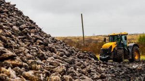 Понад чверть валового збору цукрових буряків в Україні вирощують аграрії Вінниччини