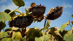 Урожайність соняшника на підприємстві Нібулон у 2021 на 27% вища, ніж торік