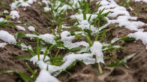 В Україні очікуються морози до -5°С та мокрий сніг: прогноз погоди на тиждень