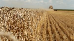 Названо ТОП-10 сортів озимої пшениці, найбільш поширених в Україні