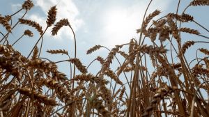 Урожайність пшениці в Україні за останні 15 років збільшилась вдвічі