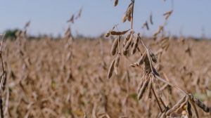 Українські аграрії відмовляються вирощувати сою, площі під якою скоротились на третину