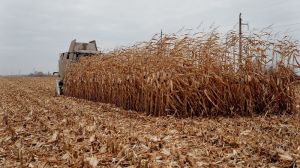 Оновлено рейтинг областей за валовим збором та врожайністю сільгоспкультур в Україні