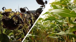 З аграріями поділились досвідом вирощування кукурудзи та соняшника на малопродуктивних ґрунтах