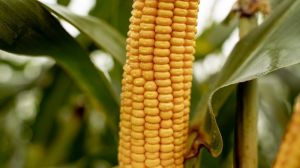 Урожайність кукурудзи в Україні у 2021 р. на 30% вища, ніж торік