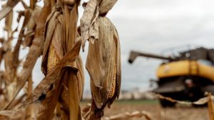 Україна виходить на рекордний урожай кукурудзи