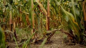 Нестача бору в ґрунті може стати причиною неврожаю кукурудзи