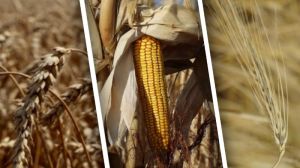 Вартість кукурудзи, пшениці та ячменю в Україні підвищилась