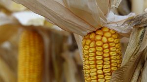 Урожайність кукурудзи на Житомирщині у 2021 р. на 16% вища, ніж торік