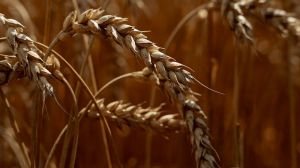 Ціна на пшеницю в Україні досягла показника 10 000 грн/т